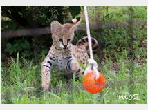 Gattino serval disponibile