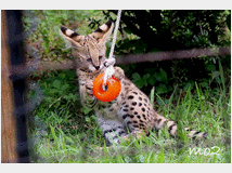 5402107 gattino serval disponibile