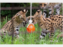 5402108 gattino serval disponibile