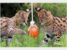 5402109 gattino serval disponibile