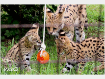 5402110 gattino serval disponibile
