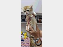 5402153 cuccioli gatti razza