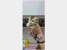 5402154 cuccioli gatti razza