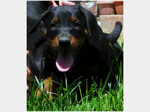 5402277 Dobermann cuccioli