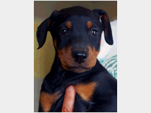5402278 Dobermann cuccioli