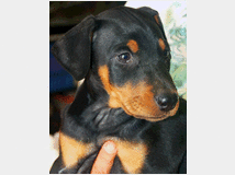 5402281 Dobermann cuccioli