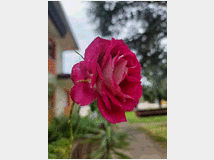 5402408 mie mani ,
