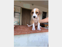 5402464 in regalo cuccioli