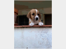5402465 in regalo cuccioli