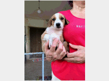 5402466 in regalo cuccioli