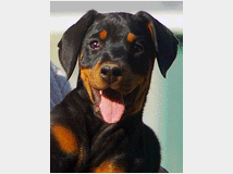 5402647 Dobermann cuccioli