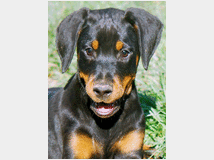 5402648 Dobermann cuccioli