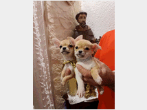5402829 cane chihuahua 