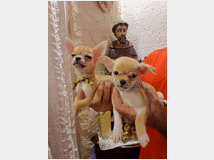 5402830 cane chihuahua 