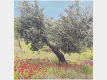 5403157 sensitiva medium cartomante