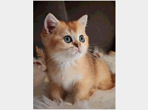 5403596 Gattini scottish