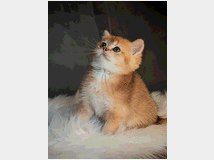 5403597 Gattini scottish