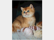 5403598 Gattini scottish