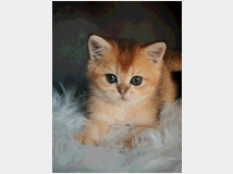 5403599 Gattini scottish
