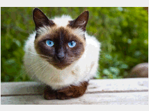 5403655 in regalo gatto