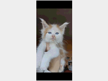 5403703 dolcissimi cuccioli Maine