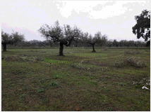 Terreno edificabile mq3635 privato