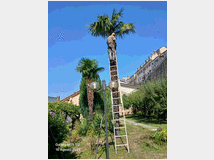 5404172 alberi
