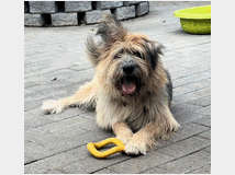 In regalo cane meticcio