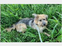 5404344 in regalo CANE