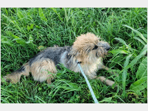5404345 in regalo CANE