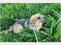 5404346 in regalo CANE