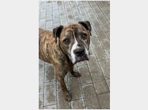 In regalo cane meticcio