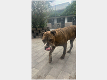 5404349 in regalo CANE