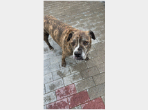 5404350 in regalo CANE