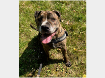 5404351 in regalo CANE