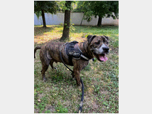 5404352 in regalo CANE