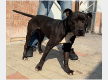 5404354 in regalo CANE