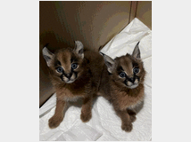 5404496 gattini di caracal