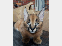 5404497 gattini di caracal
