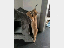 5404499 gattini di caracal