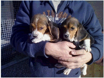 5404660 Beagle tricolore cuccioli
