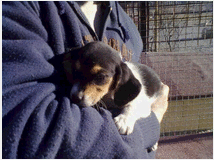 5404661 Beagle tricolore cuccioli