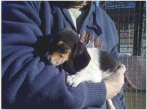 5404663 Beagle tricolore cuccioli