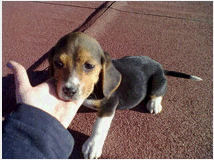 5404664 Beagle tricolore cuccioli