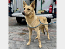 In regalo cane meticcio