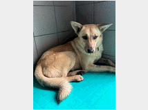 5404766 in regalo CANE