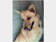 5404767 in regalo CANE
