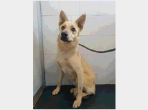 5404768 in regalo CANE