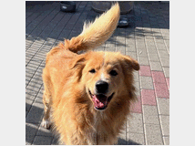 In regalo cane meticcio