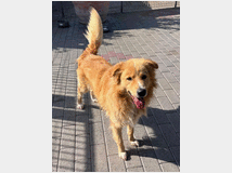 5404806 in regalo CANE